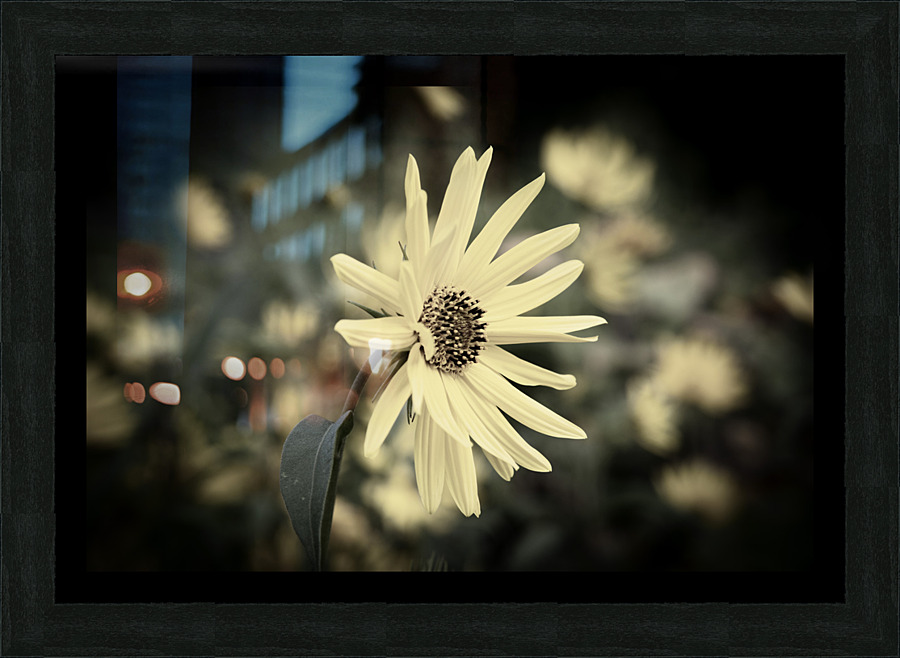 Flowers macro desature Picture Frame print