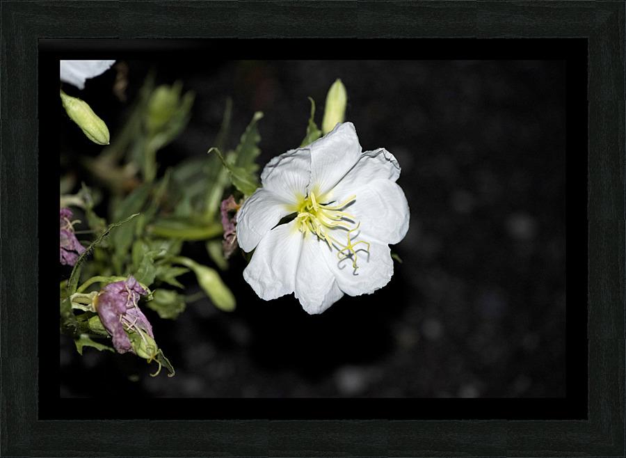 Projet qqq20190905 0174 Picture Frame print