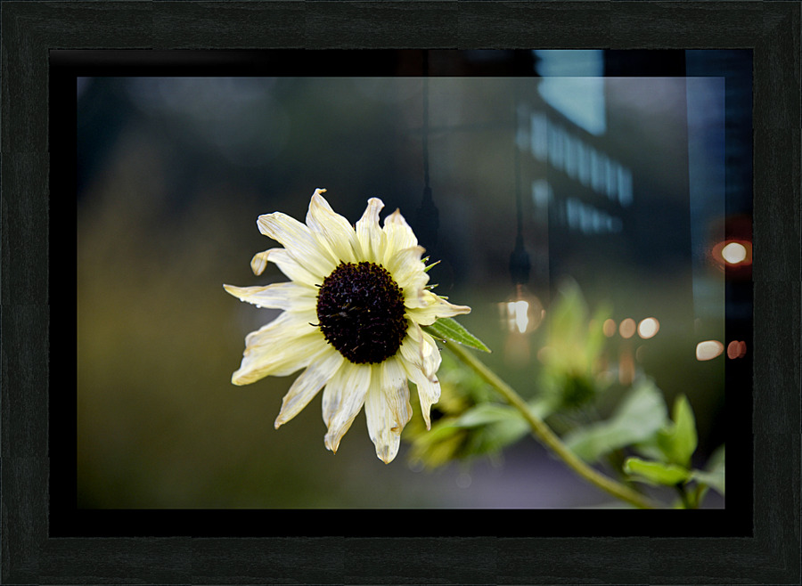 Survivant  Picture Frame print