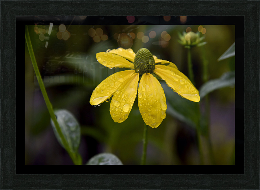 Fleur sous la pluie de printemps Impression et Cadre photo