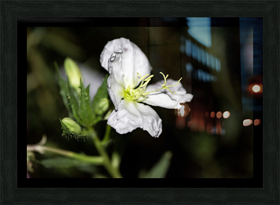 Fleurs power Picture Frame print