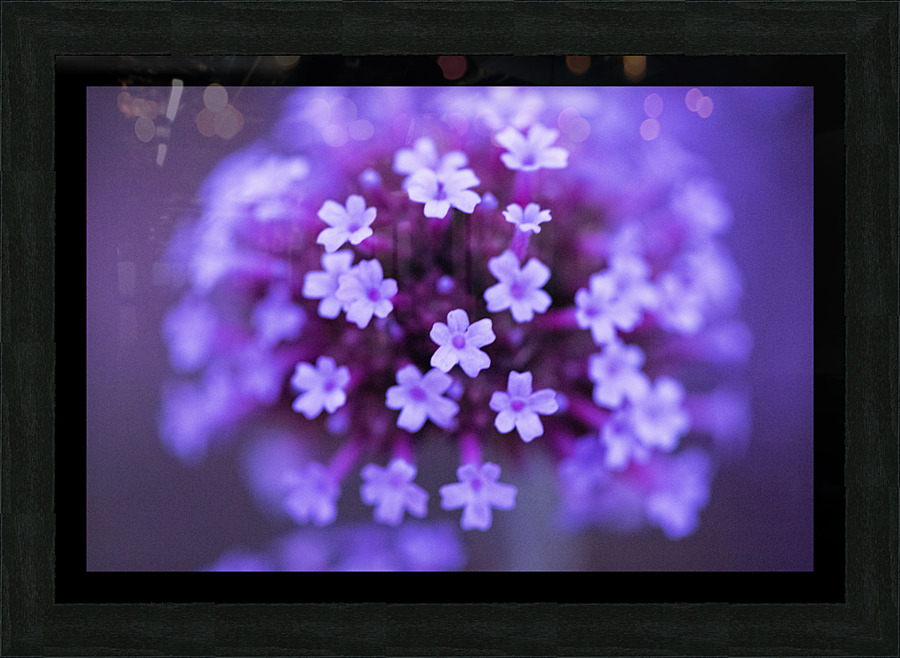 Macro fleur verveine Picture Frame print
