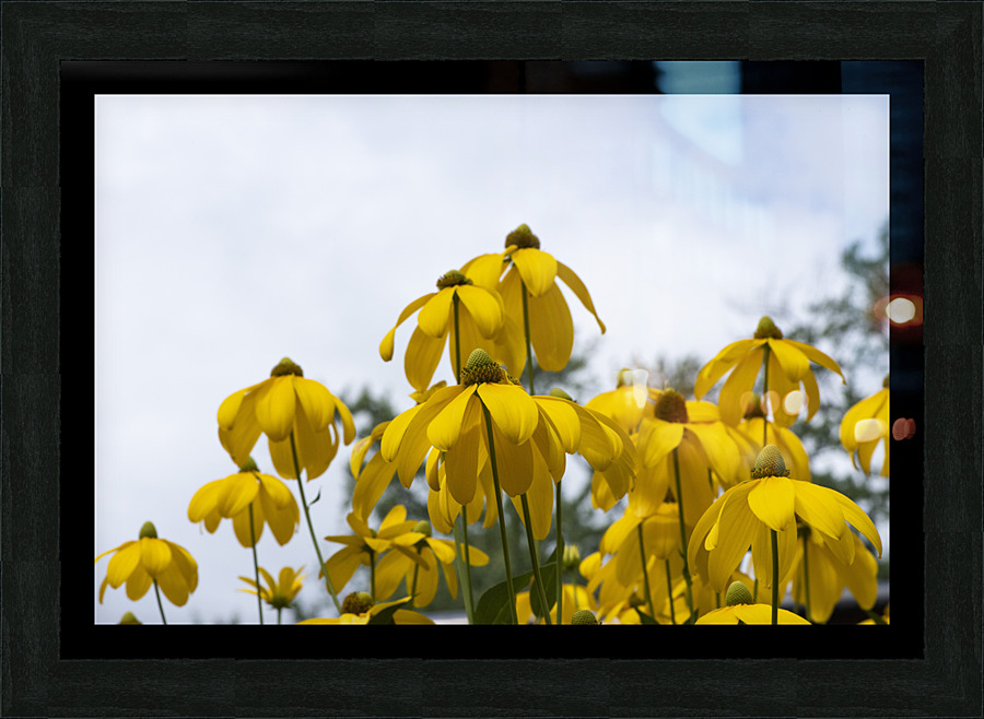 Tournesol naturel Picture Frame print