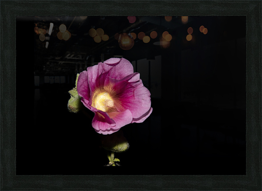 Hibiscus de nuit  Picture Frame print