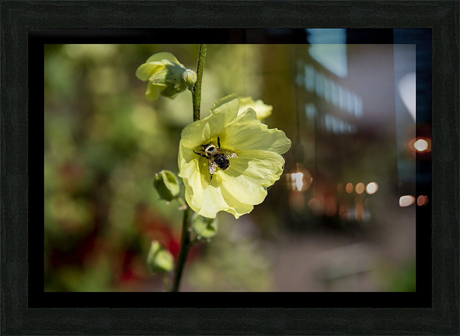 Hibiscus jaune  Picture Frame print