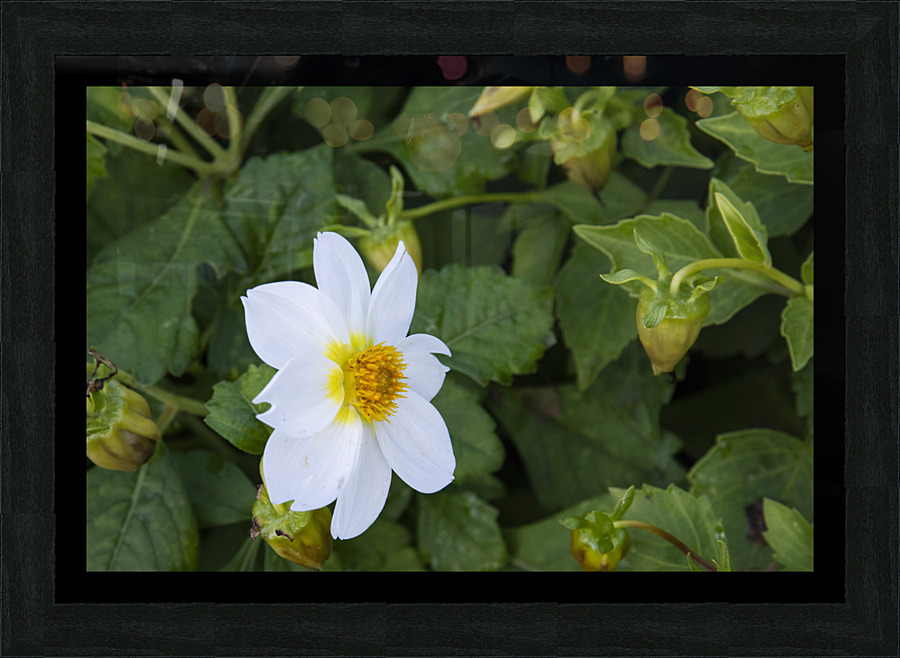 fleurs isole Picture Frame print