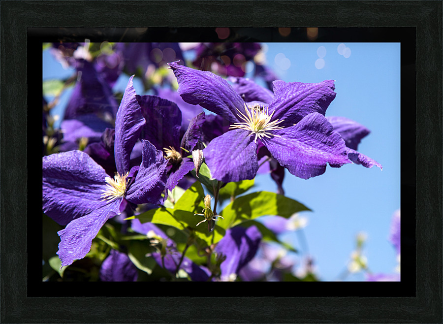 Fleurs du printemps Picture Frame print