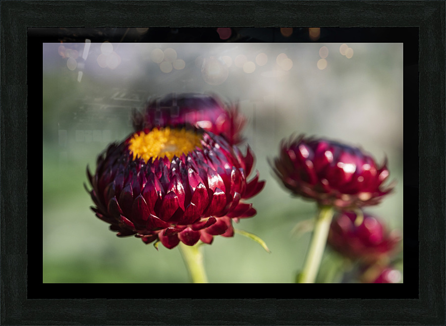  immortelle a bracteesfleur Impression et Cadre photo