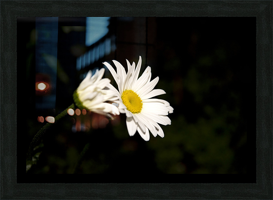Margurite macro de nuit Picture Frame print