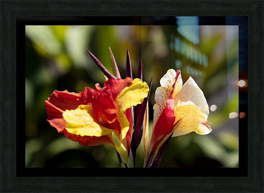 Balisier comestible Picture Frame print