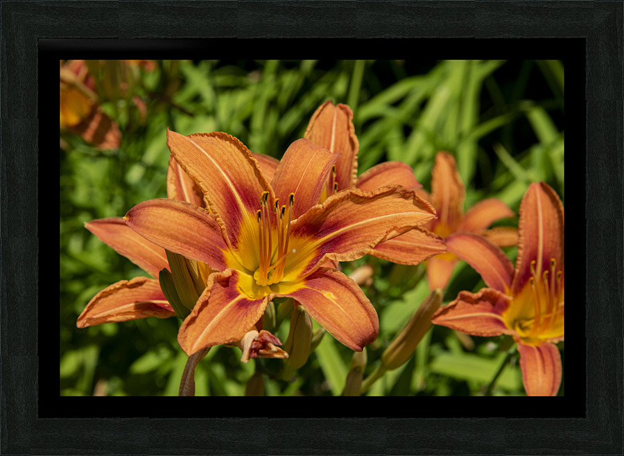 Lys orange Picture Frame print