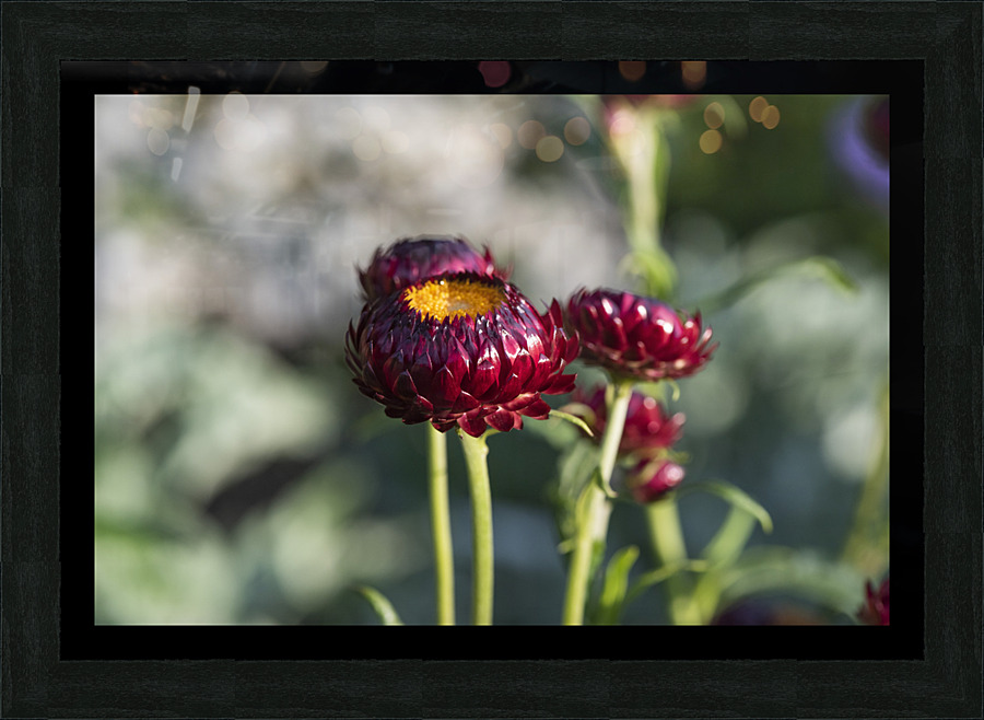 Immortel rouge macro Picture Frame print