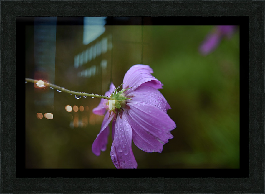Fleurs qui pleure Picture Frame print
