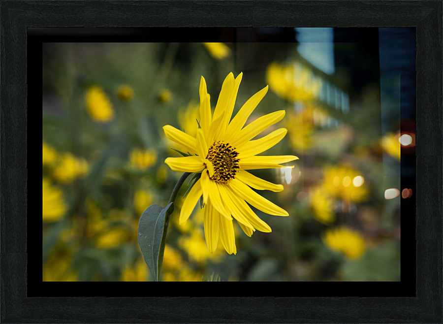 Fleurs tournesol 3 Picture Frame print
