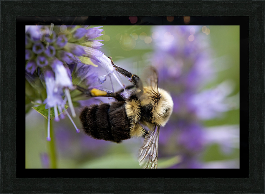 Abeille macro Picture Frame print