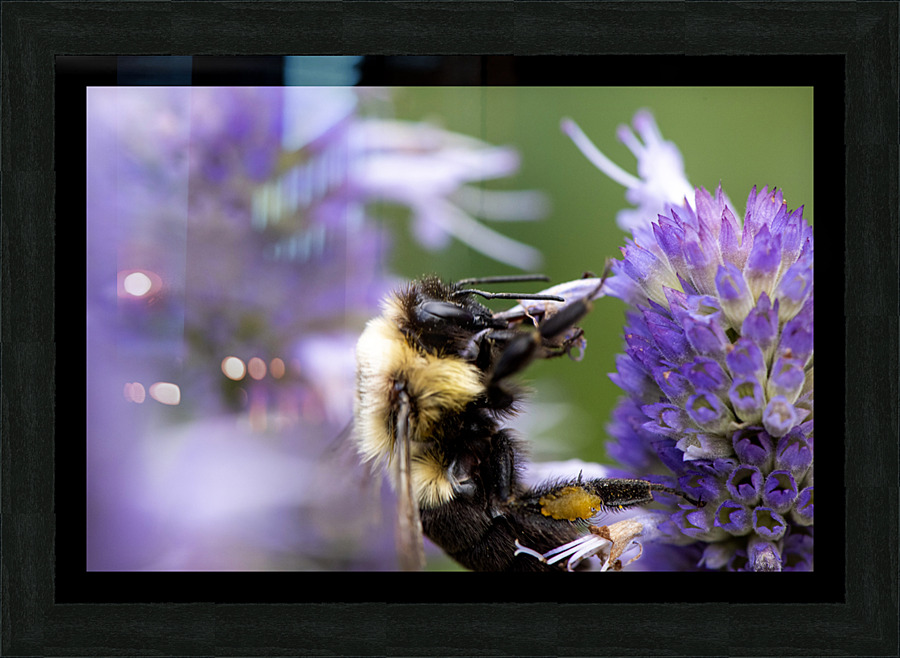 Macro Abeille incroyable Picture Frame print