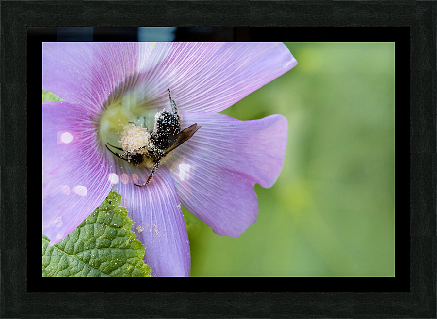 Natures Worker: Macro Image of Pollen-Covered Bee on Hibiscus Impression et Cadre photo