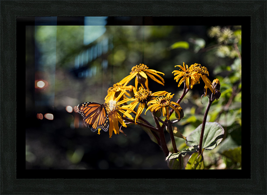 Distant Monarch: Butterfly on Yellow Flowers Picture Frame print