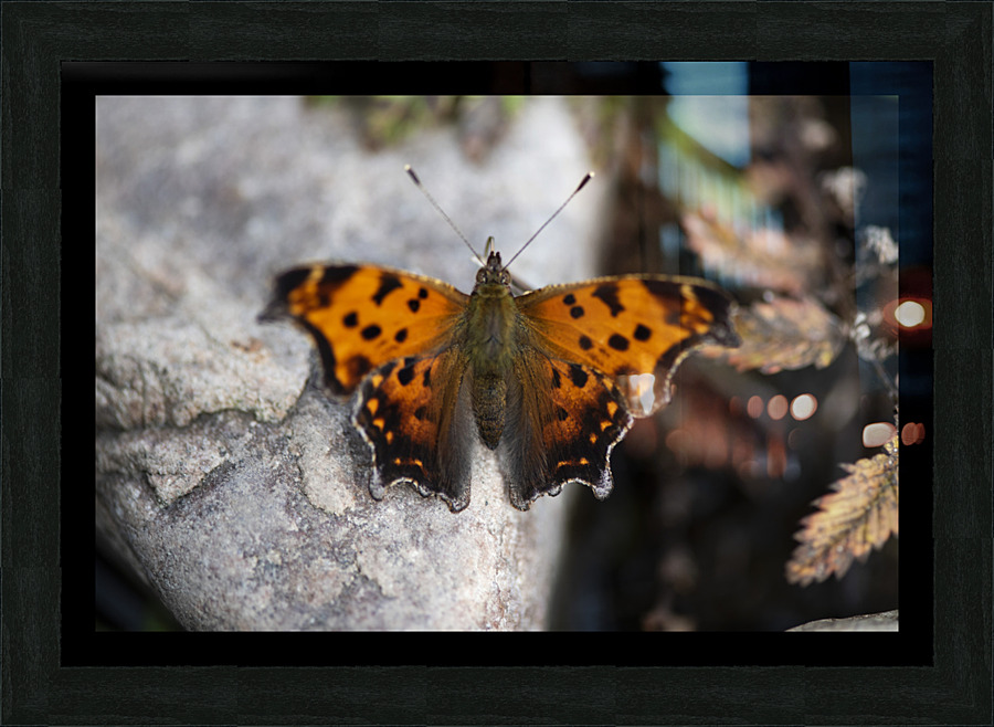 Resting Radiance: Orange-Winged Butterfly on Grey Rock Picture Frame print