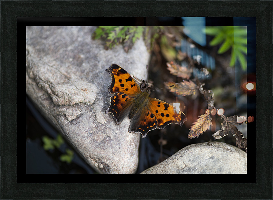 Macro Serenity: Butterfly on Rock Picture Frame print