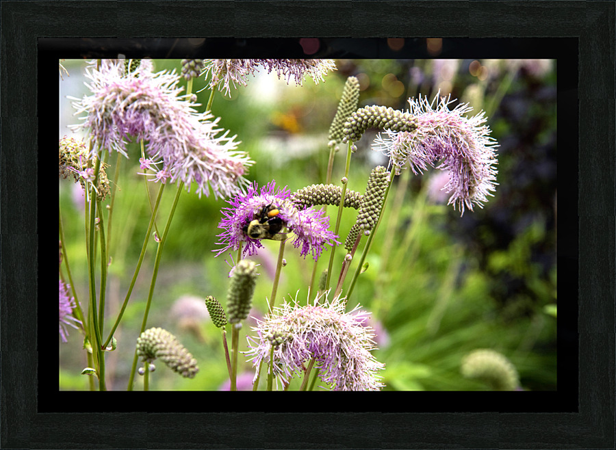 Magie de la nature : Decouvrez linstant capture de labeille sur la fleur eponge. Picture Frame print