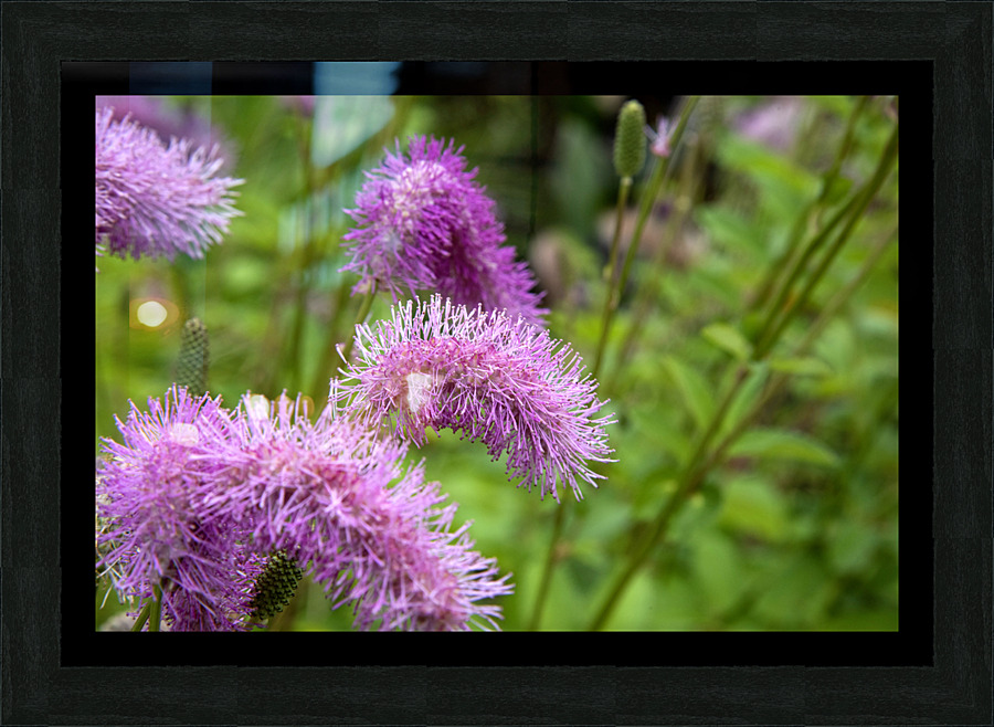 Fleurs eponge: Lelegance saisissante en macro Picture Frame print