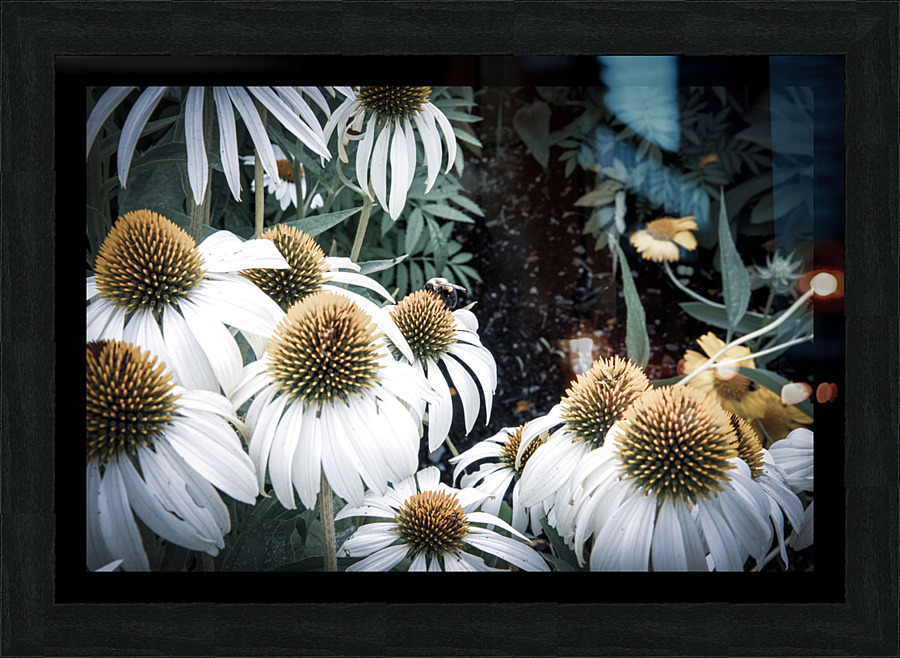 Splendeur botanique : Champs de fleurs dEchinace capture en macro avec une touche de desaturation Picture Frame print