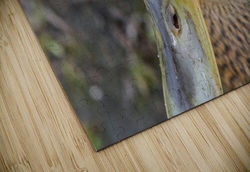 canard macro Melissa Lefebvre puzzle
