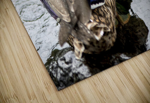 Canard en action Melissa Lefebvre puzzle