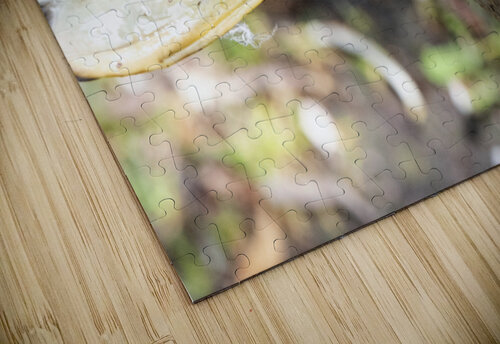 Canard Macro Melissa Lefebvre puzzle