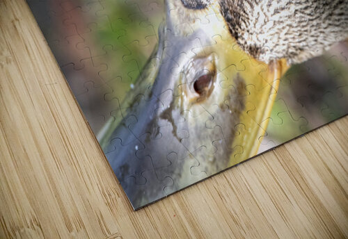 Macro canard Melissa Lefebvre puzzle