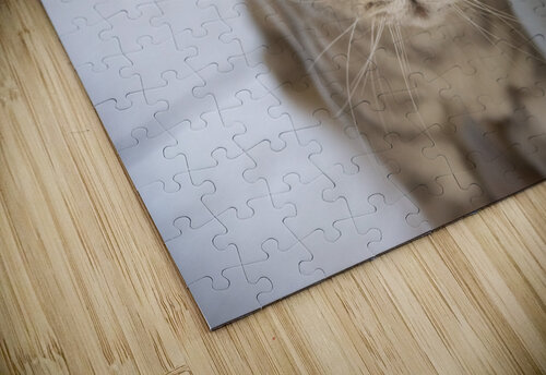 Gros minou Melissa Lefebvre puzzle