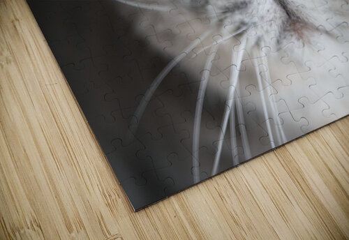 Chat macro Melissa Lefebvre puzzle