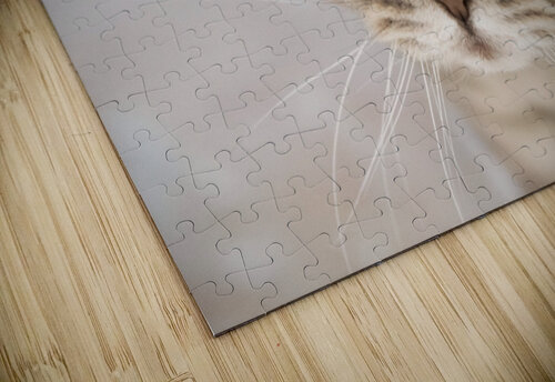 Chat Macro 2 Melissa Lefebvre puzzle