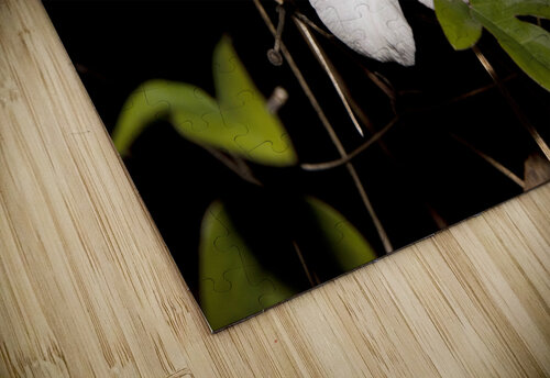 clematite des montagnes Melissa Lefebvre puzzle