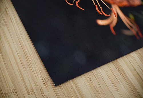 Lys nocturne macro Melissa Lefebvre puzzle