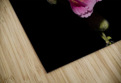 Hibiscus de nuit  Melissa Lefebvre puzzle