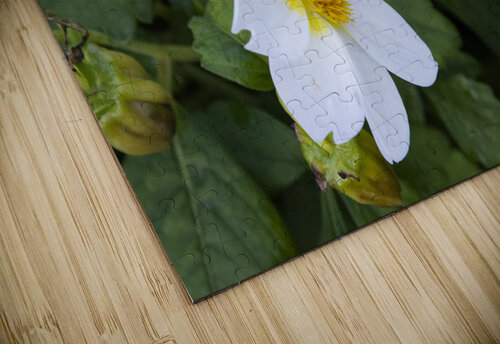 fleurs isole Melissa Lefebvre puzzle