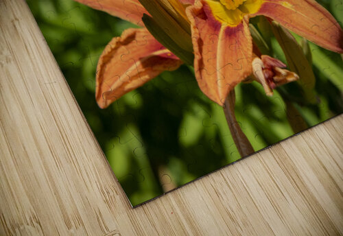 Lys orange Melissa Lefebvre puzzle