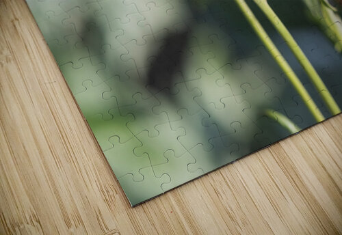 Immortel rouge macro Melissa Lefebvre puzzle