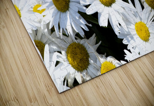 Harmonie naturelle : Decouvrez la delicatesse dun tapis de marguerites blanches en macro Melissa Lefebvre puzzle