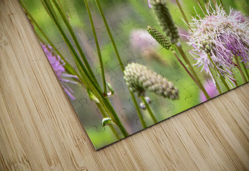 Magie de la nature : Decouvrez linstant capture de labeille sur la fleur eponge. Melissa Lefebvre puzzle