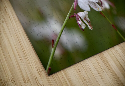 Luminosite florale : Fleur de Gaura en pose macro details captivants et fond bokeh Melissa Lefebvre puzzle