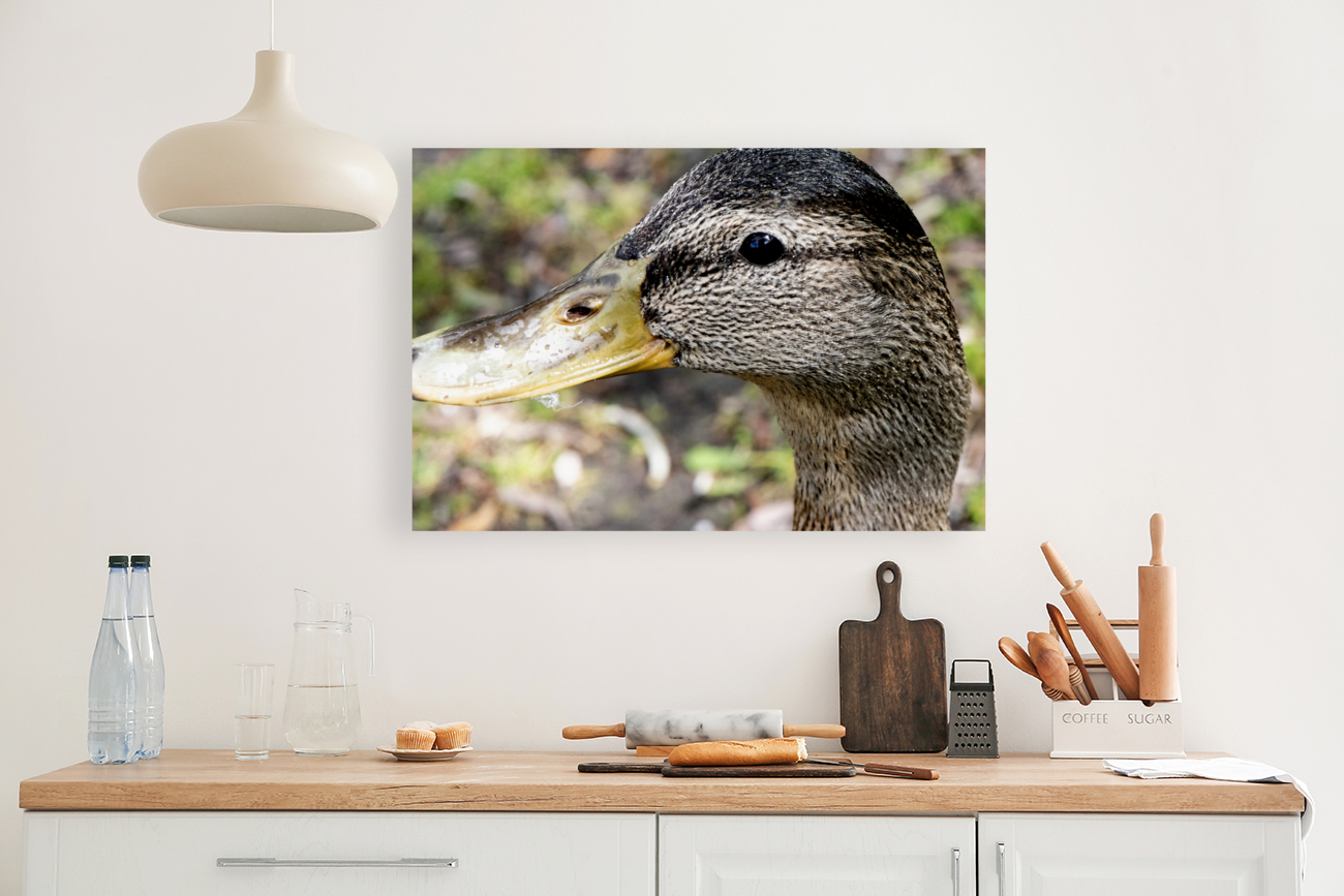 Canard Macro Reproduction