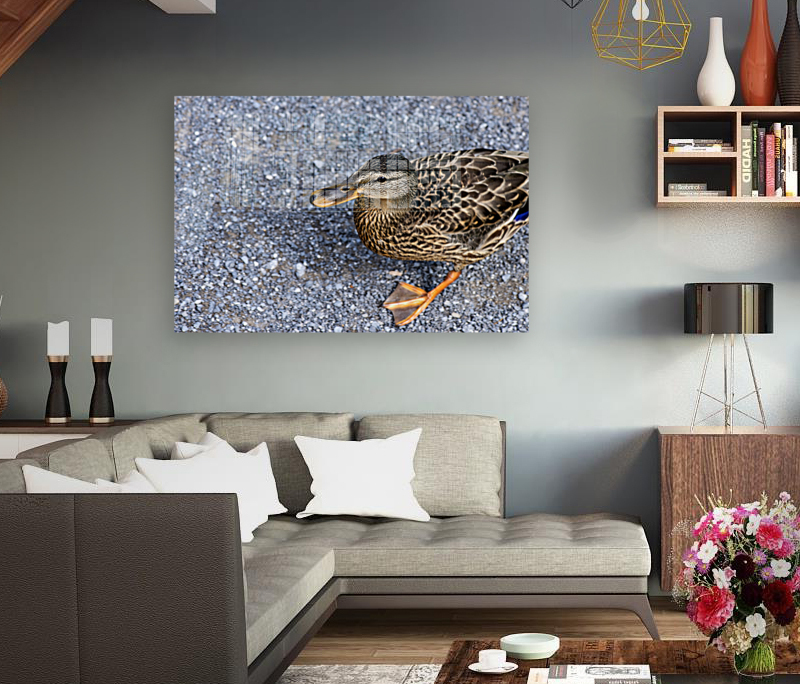 Canard perdu  Reproduction