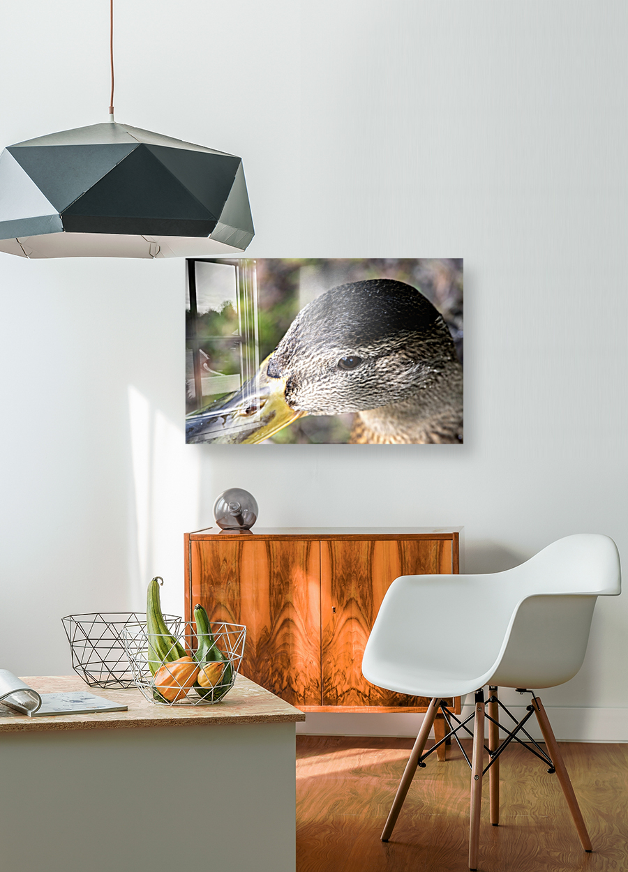 Macro canard Reproduction