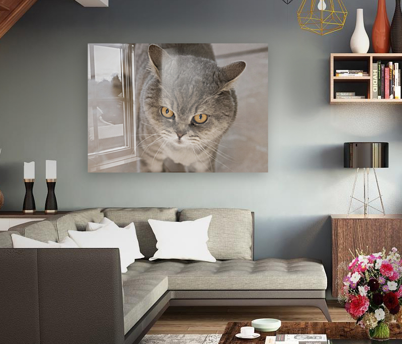 Chat chez soi   Reproduction