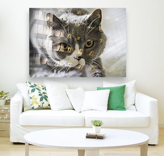Chat adorable Reproduction