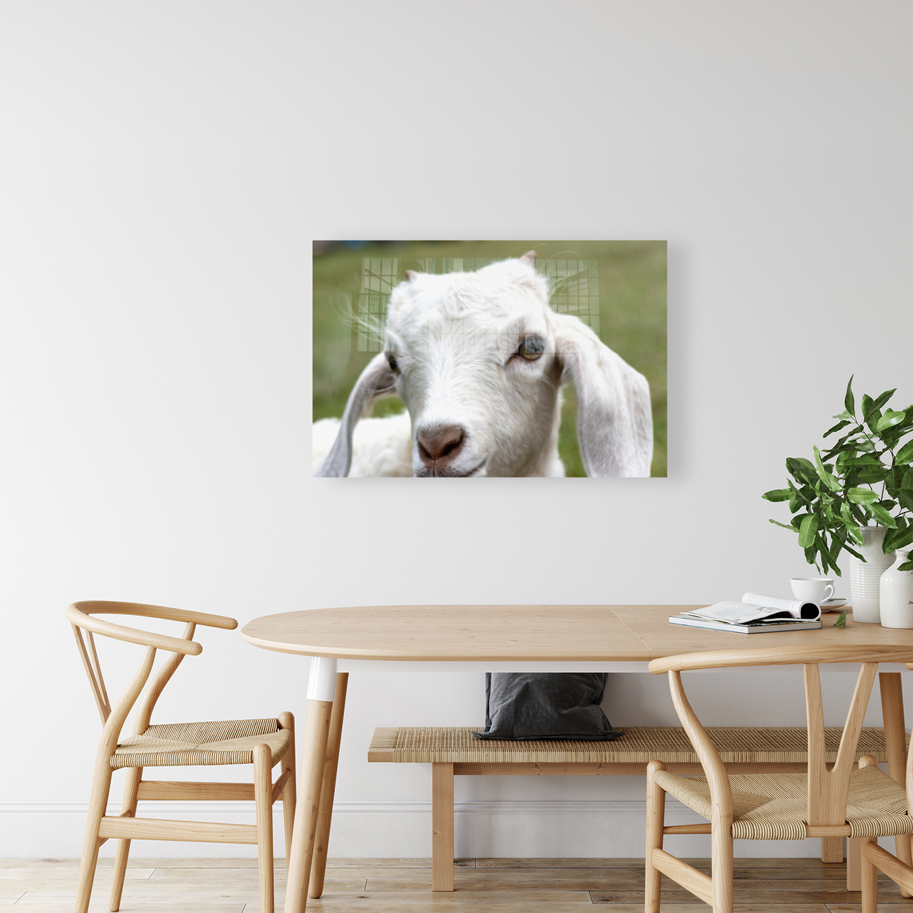 Chevre blance de M. Seguin  Reproduction