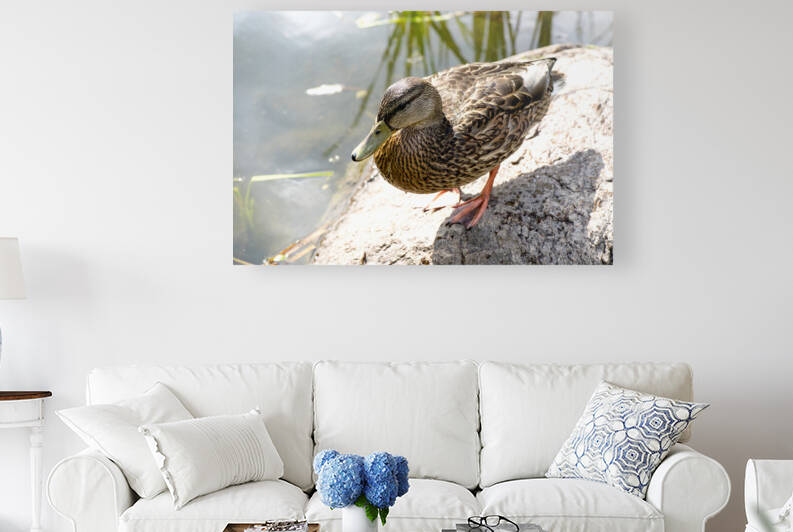Canard du Quebec by Melissa Lefebvre